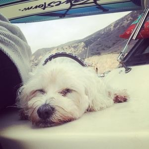 Meet your Posher, Brandi